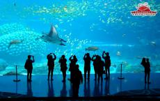 中国巨型水族馆创下五项吉尼斯世界纪录