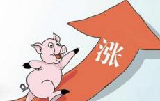 农业农村部又双叒叕预警 供应趋紧 猪价上涨压力大