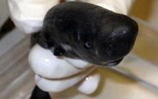 口袋鲨是真实的 科学家说这种可爱是一种新物种