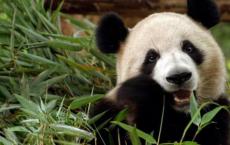 大熊猫爱吃的竹子实际上是什么 其实是草还是树